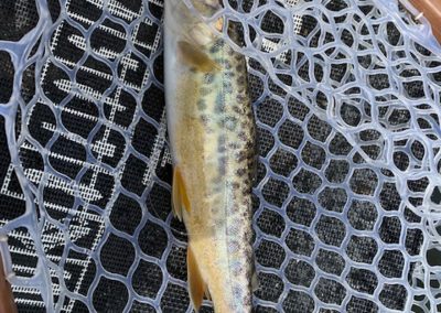 Fish Days 2022 05