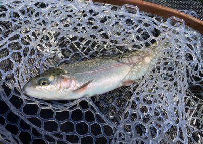 Fish Days 2022 06
