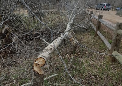 Provo Tree Protection 2016 03
