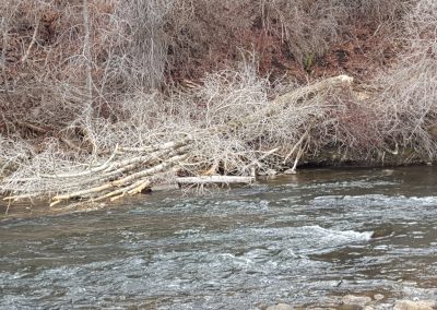 Provo Tree Protection 2016 04