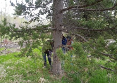 Provo Tree Protection 2016 06