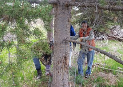Provo Tree Protection 2016 07