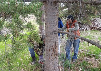 Provo Tree Protection 2016 08