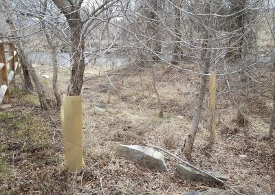 Provo Tree Protection 2016 10